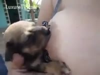 [ Bestiality Tube ] Small dog drinks milk by the boobs of a Woman